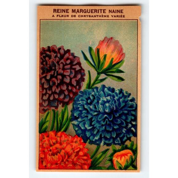 1920's Flower Seed Art Print REINE MARGUERITE Lithograph Original Vintage Unused - Picture 1 of 2